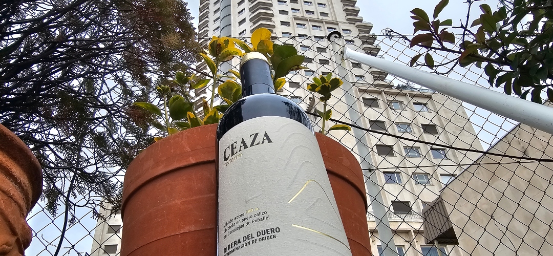 Ceaza, juventud y elegancia de la Ribera del Duero.