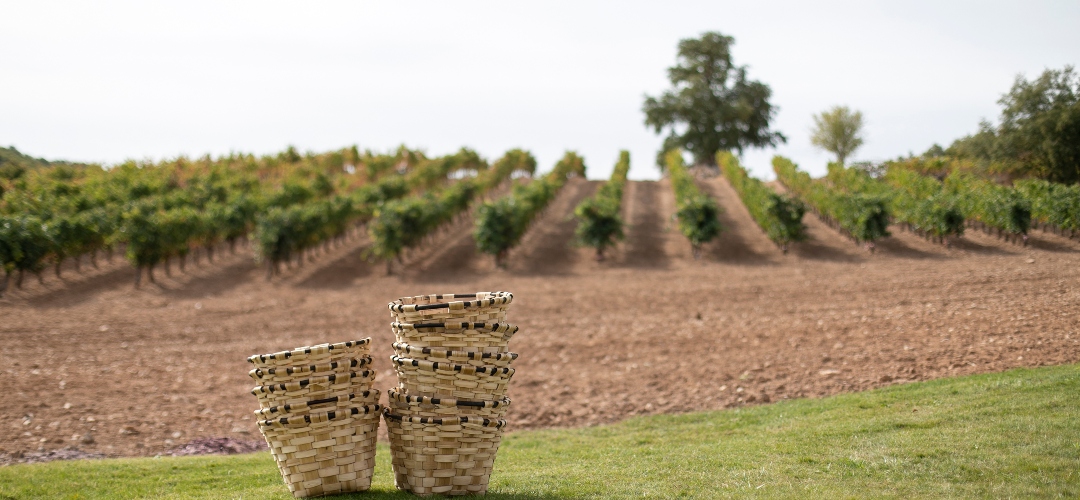Cepa 21 abre sus viñedos para ofrecer a sus visitantes una vendimia tradicional, con pisado de la uva y un picnic.