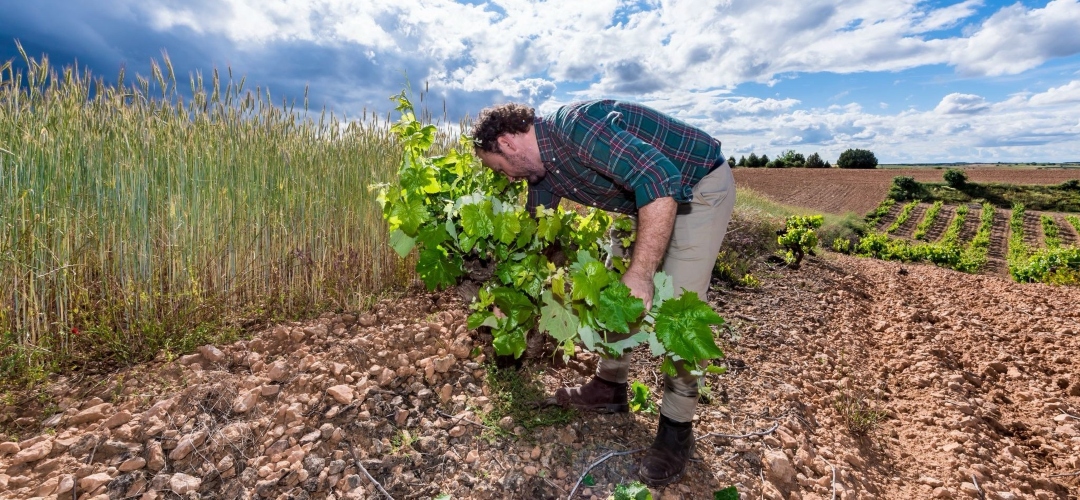 César Muñoz: el vino como lugar. Cienfuegos y la construcción de una identidad fuera de norma. 