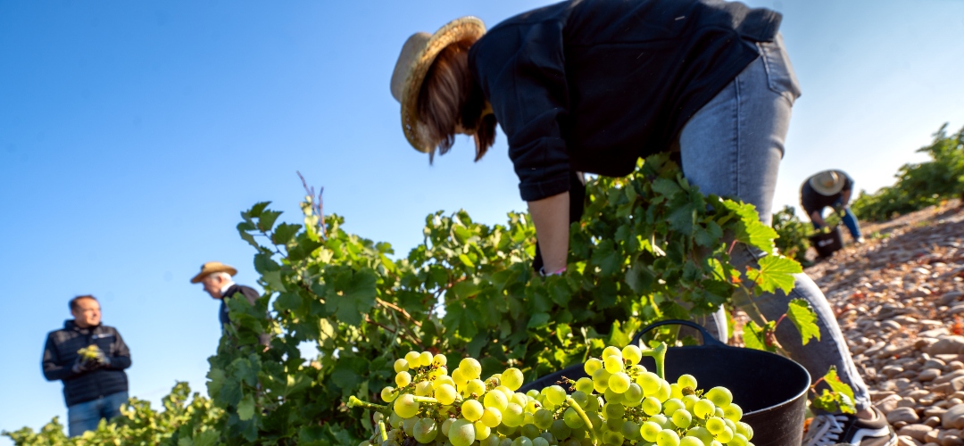 CUATRO RAYAS, LA COOPERATIVA QUE TIRA DEL CARRO.