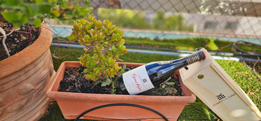 Dominio de Tares celebra 25 vendimias de Cepas Viejas.