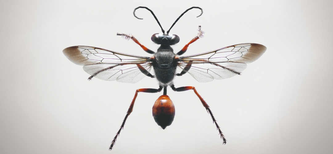 ¡Hay un insecto en mi plato!