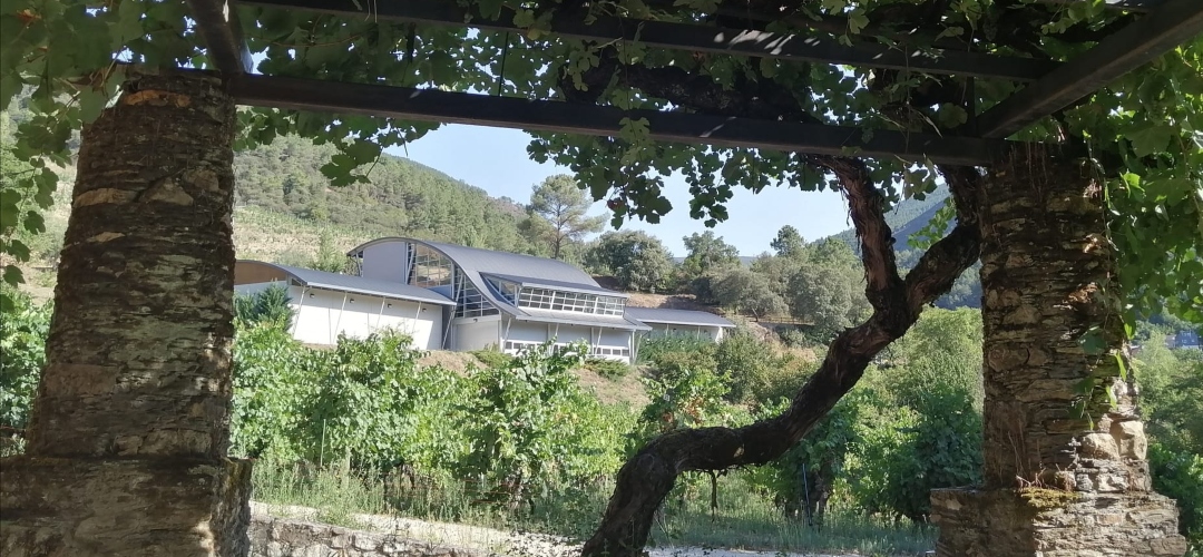 Godeval: cuatro décadas devolviendo el alma a la godello.