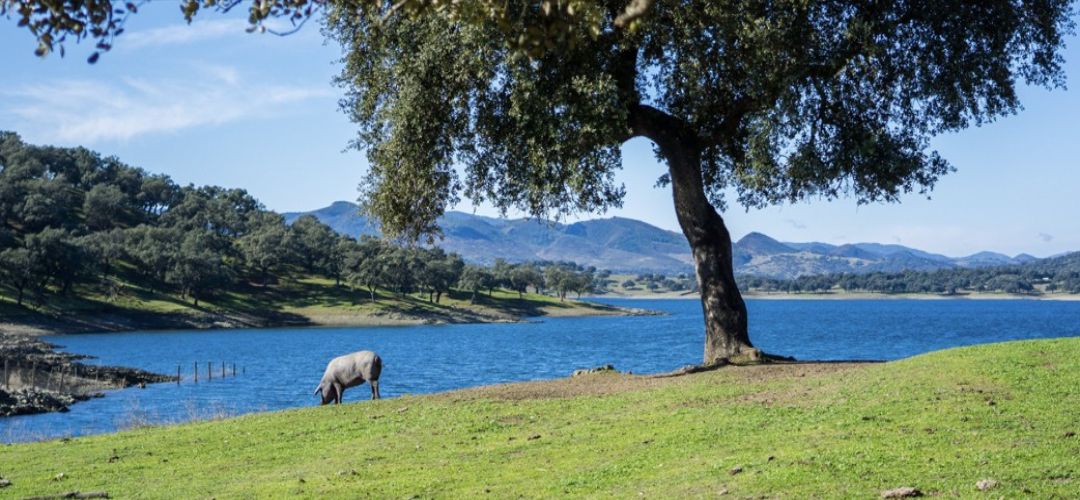 La Ruta del Jabugo: un viaje al corazón de la dehesa onubense.