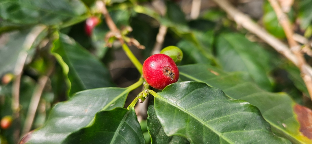 Finca La Laja: vinos y café en un entorno idílico.