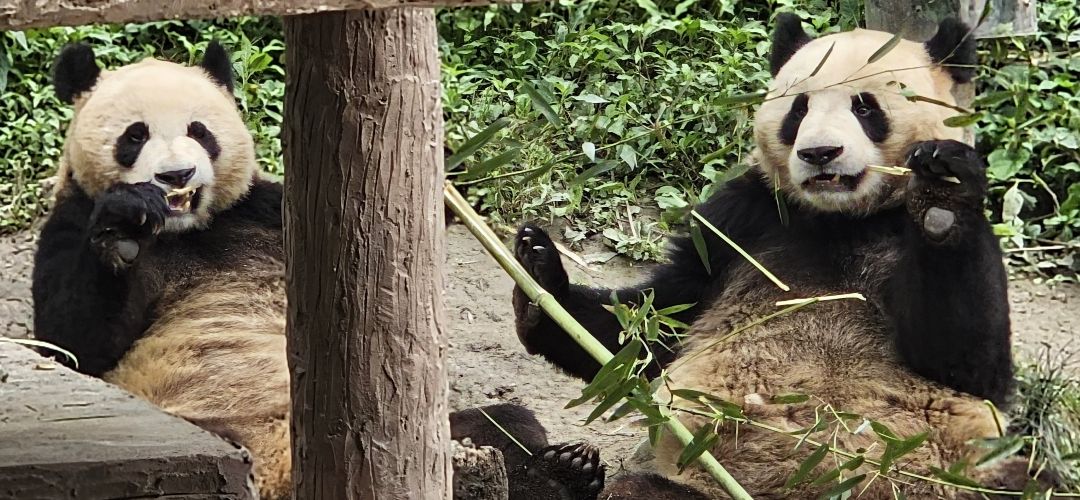 Sichuan: Un Vibrante destino repleto de tesoros por descubrir.
