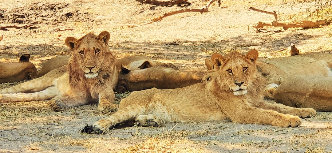 Zimbabwe: Un paraíso por descubrir.